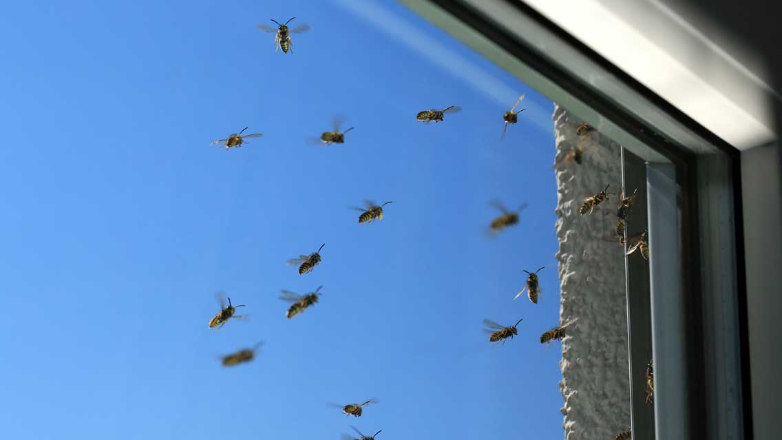 Early signs of a wasp nest (and why acting early saves money)