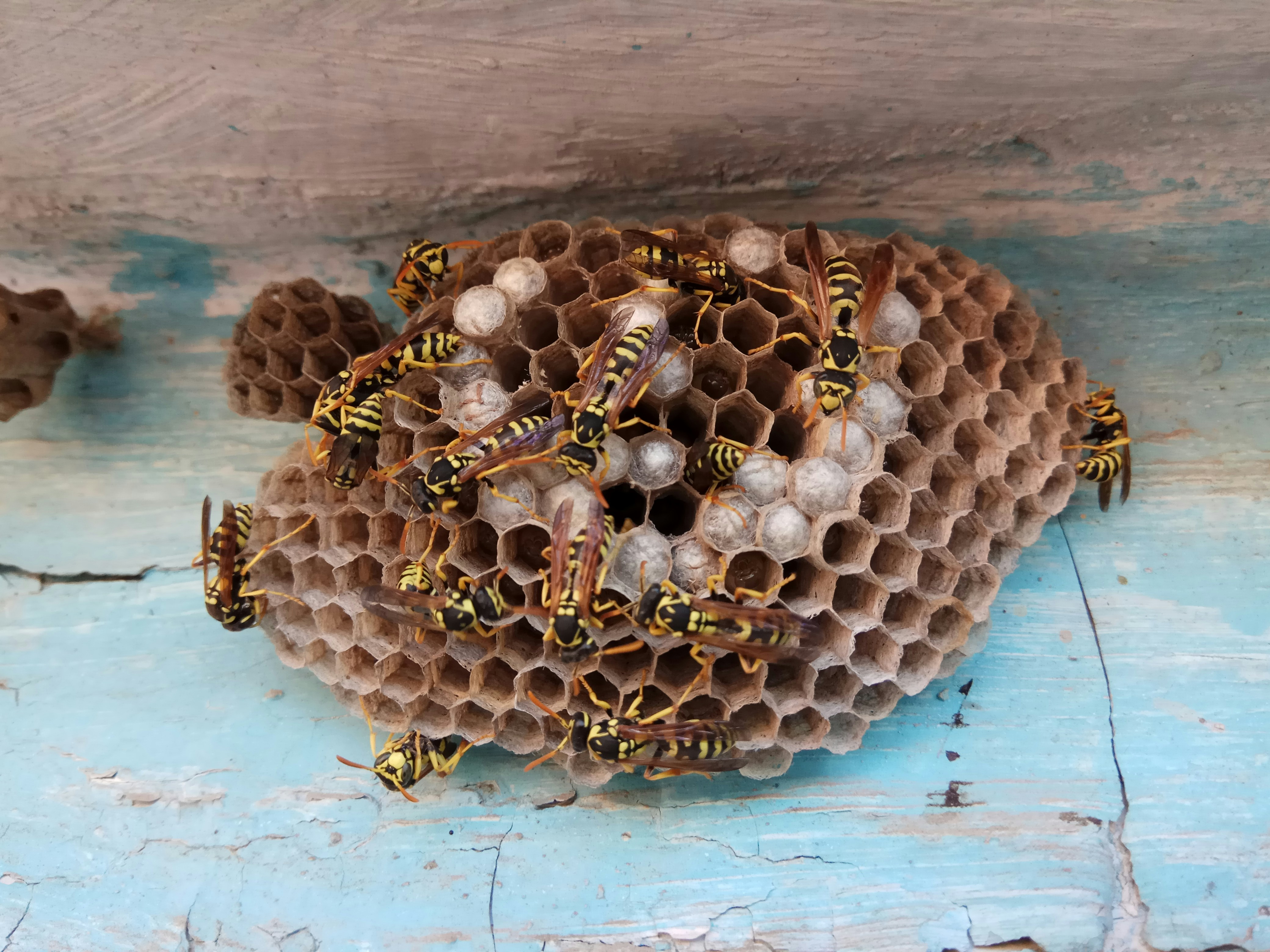 How much does wasp nest removal cost in the UK?