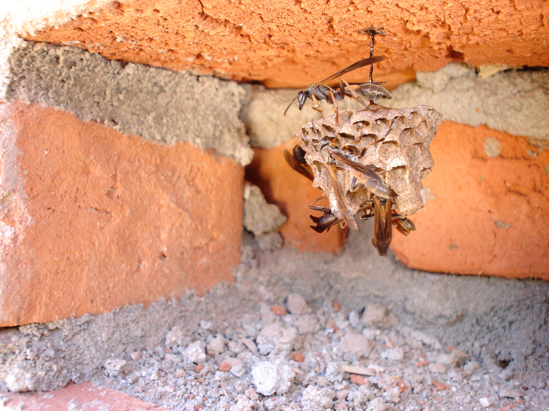 Where do wasps commonly build nests around UK homes?
