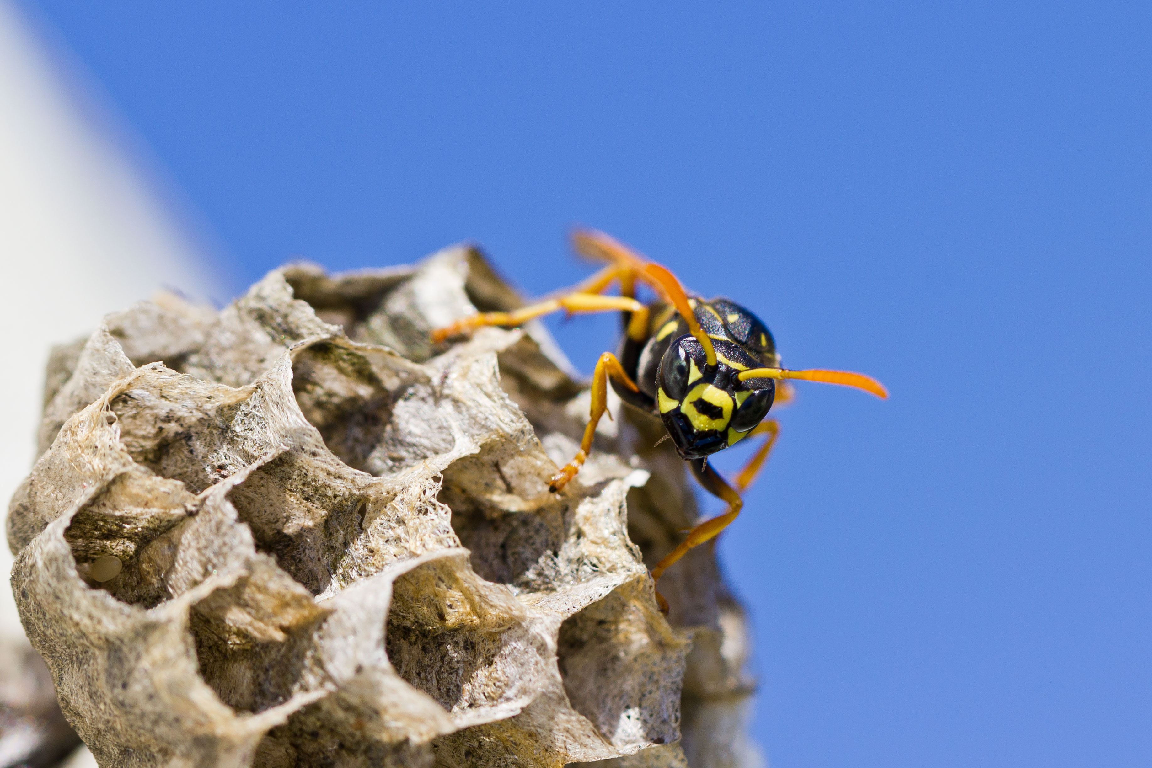 Peak wasp season: what to do if you discover a nest in summer