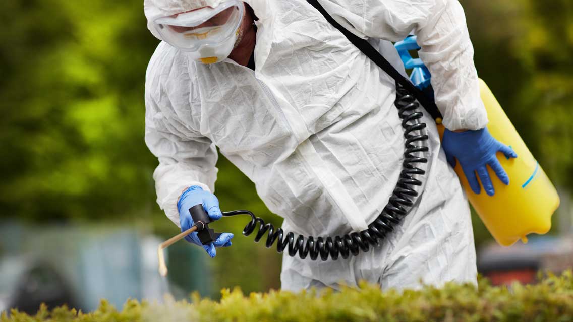 DIY wasp nest removal vs professional treatment: the real risks