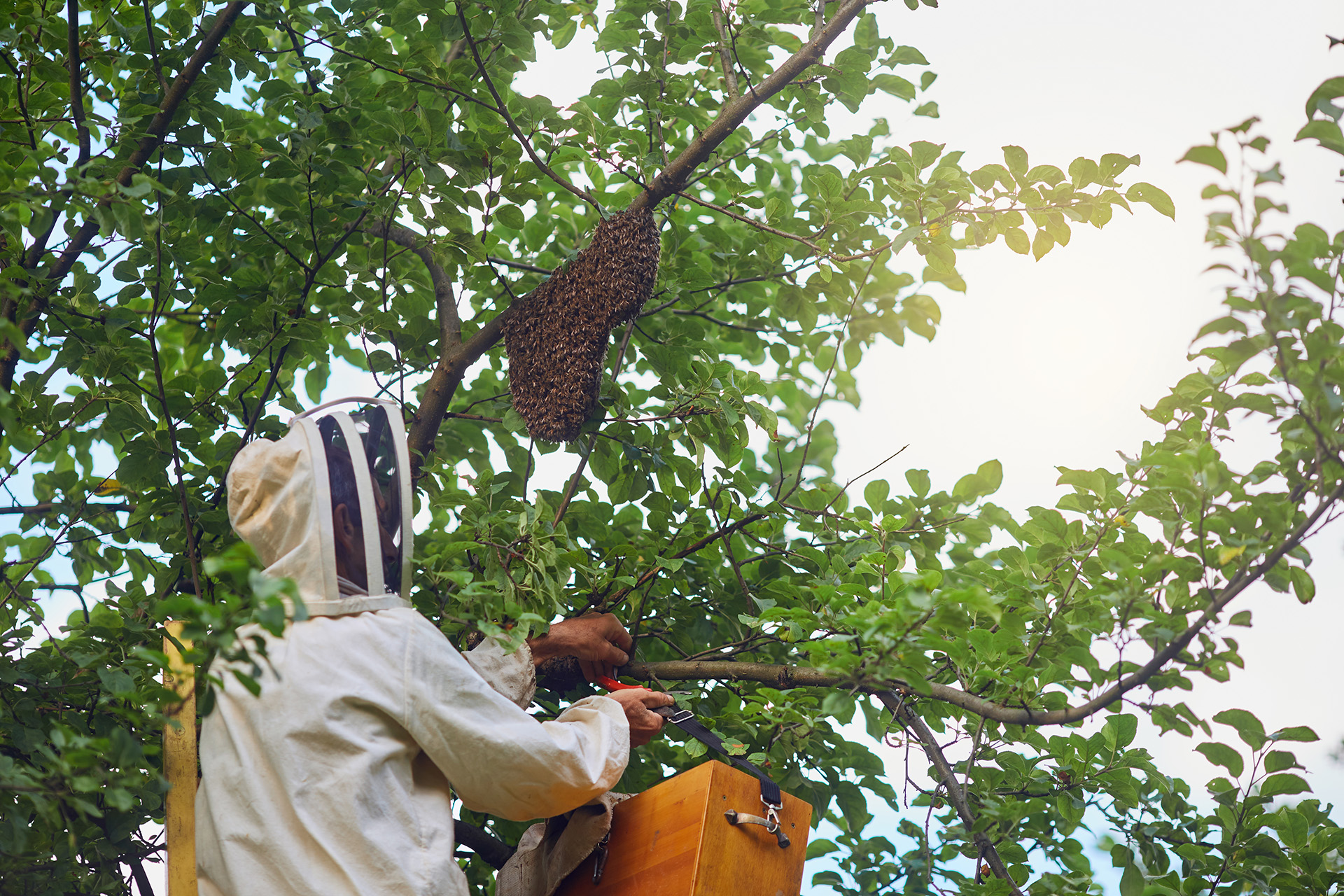 What happens during a professional wasp nest removal visit?