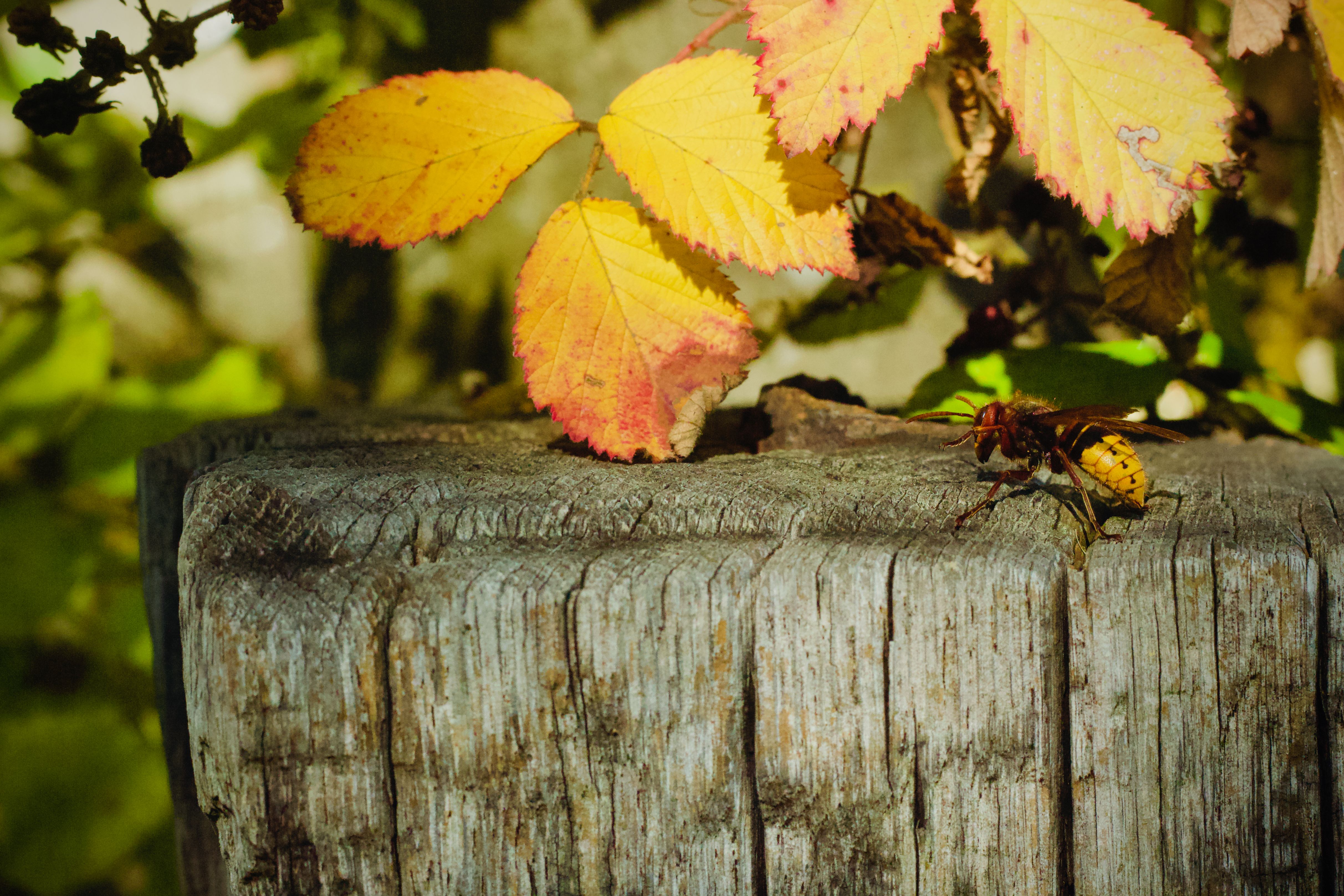 Why Are There Still So Many Wasps in Autumn?